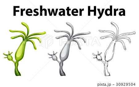 250+ Hydra Polyp Corals Stock Illustrations, Royalty-Free Vector Graphics &  Clip Art - iStock