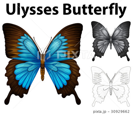Doodle animal for ulysses butterfly 30929662