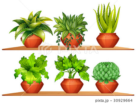 Different types of plants in pots 30929664