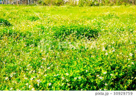 台湾 台南 ランドマーク 30929759