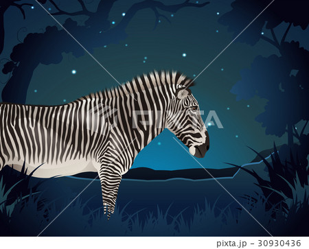 Zebra in the forest at night 30930436