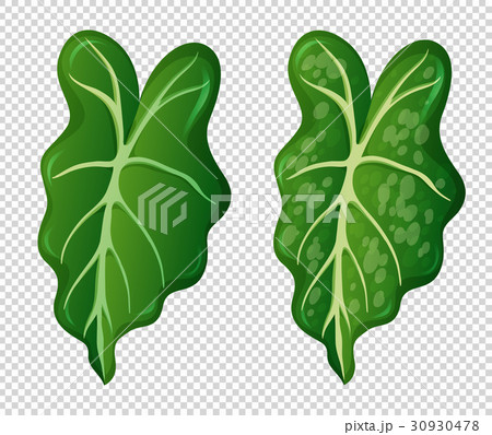 Two patterns on green leaves 30930478