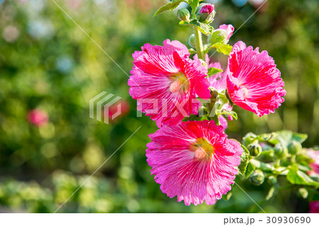 台湾 花 フラワー 30930690