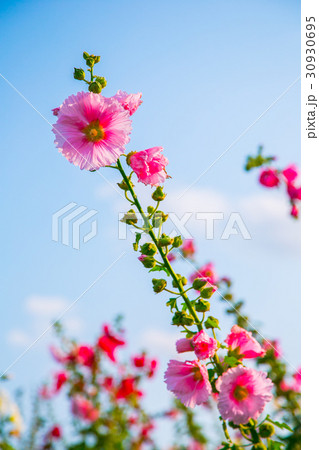 台湾 花 フラワー 30930695