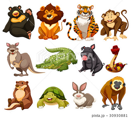 Different Kinds Of Jungle Animalsのイラスト素材