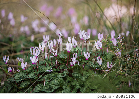 Wild cyclamen hederifolium in forest . 30931106