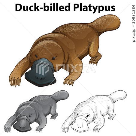 Animal outline for duck-billed platypus 30931284