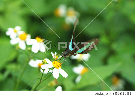 蝶 チョウ 蝴蝶 30931581