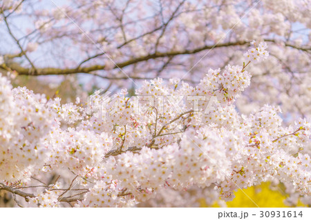 臥竜公園桜1 30931614