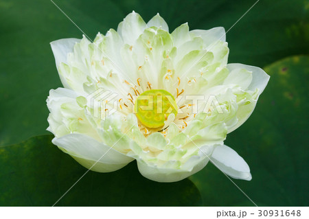 Close up of blossom Lotus 30931648