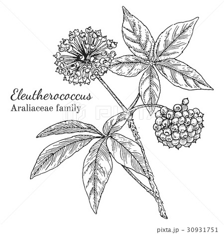 Ink eleutherococcus hand drawn sketch Ink eleutherococcus hand drawn sketch 30931751