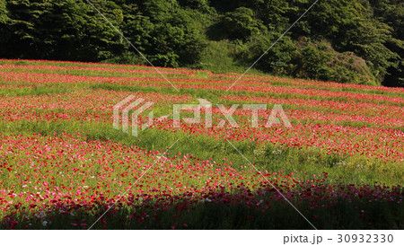 ポピーが満開の「くりはま花の国」(1) ポピーが満開の「くりはま花の国」(1) 30932330