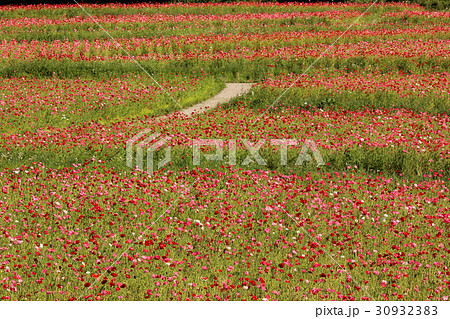 ポピーが満開の「くりはま花の国」(3) ポピーが満開の「くりはま花の国」(3) 30932383
