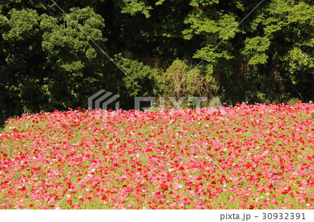 森を背にした「くりはま花の国」のポピー(2) 森を背にした「くりはま花の国」のポピー(2) 30932391