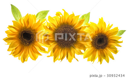 Sunflower head isolated white background flower 30932434