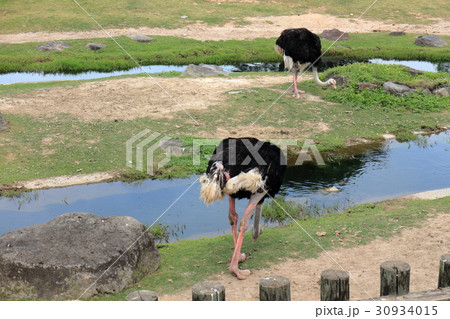 ダチョウ 30934015