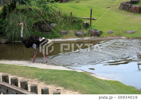 ダチョウ 30934019