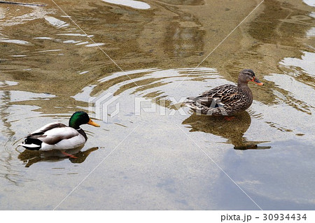 野鳥「マガモ:オス:メス」天の川河川敷:大阪府枚方市 野鳥「マガモ:オス:メス」天の川河川敷:大阪府枚方市 30934434