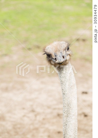 ostrich walk on the ground 30934479