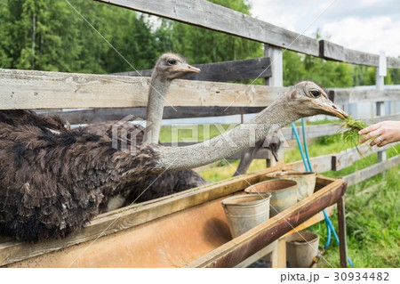 Feeding of ostrich on a farm 30934482