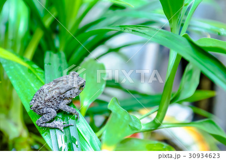 toad on pandan leaves 30934623