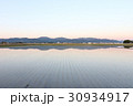 春の水田　 30934917