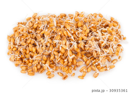 wheat germ 30935361