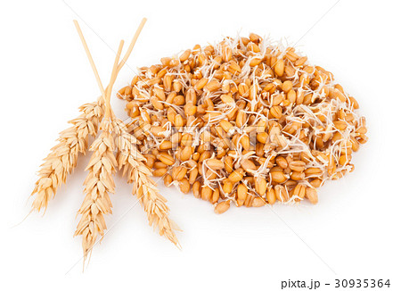wheat germ with ears 30935364
