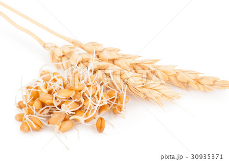 wheat germ with ears 30935371