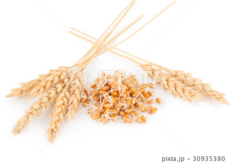 wheat germ with ears 30935380