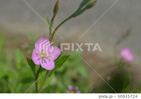 アカバナユウゲショウ 30935724