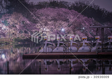 井の頭公園の夜桜とアヒルボート１の写真素材