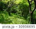 新緑の雑木林 30936695
