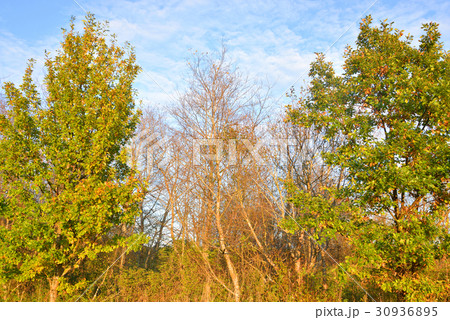 Forest by evening. 30936895