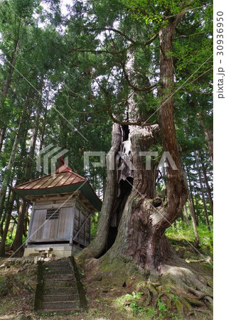 信州 小谷村 長野県天然記念物指定 石原白山社の大杉 周囲12メートルの巨木 推定樹齢800年 信州 小谷村 長野県天然記念物指定 石原白山社の大杉 周囲12メートルの巨木 推定樹齢800年 30936950
