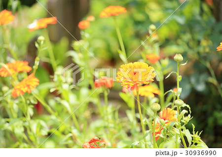 ポットマリーゴールドの花の写真素材