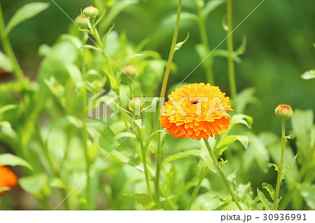 ポットマリーゴールドの花の写真素材