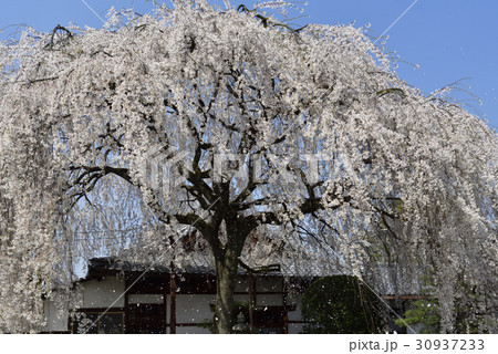 本満寺 枝垂れ糸桜 本満寺 枝垂れ糸桜 30937233