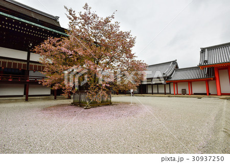 京都御所 紫宸殿 左近の桜 京都御所 紫宸殿 左近の桜 30937250