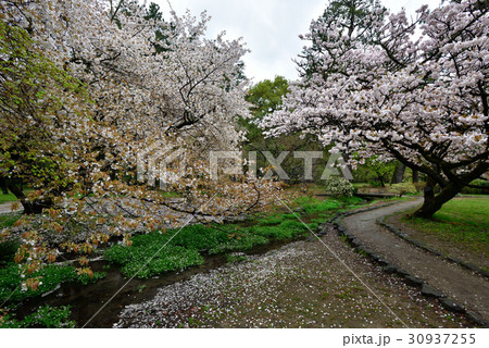 京都御苑　桜 30937255