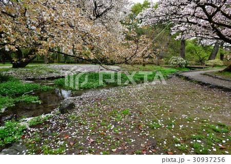 京都御苑 桜 京都御苑 桜 30937256