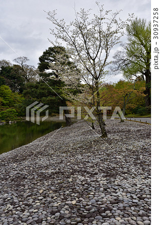 仙洞御所　南池　州浜と一升石 30937258