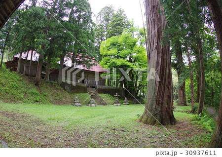 信州　小谷村の文化財　中谷大宮諏訪神社社叢　２００本余の古木が繁る荘厳な社叢 30937611