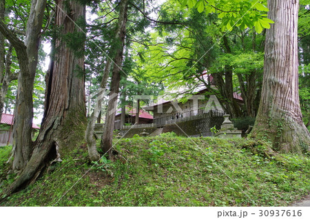 信州　小谷村の文化財　中谷大宮諏訪神社社叢　２００本余の古木が繁る荘厳な社叢 30937616