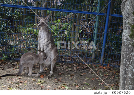 カンガルー カンガルー 30937620