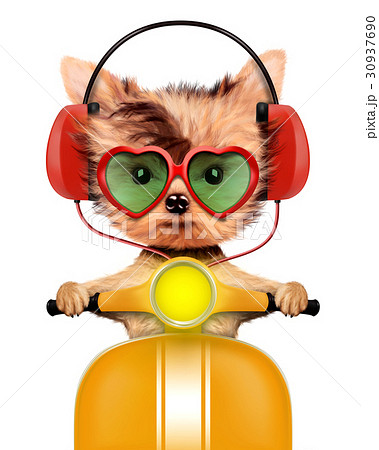 Adorable puppy with headphones sitting on moped 30937690