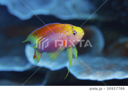 ニラミハナダイのオス 30937766