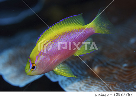 ニラミハナダイのメス ニラミハナダイのメス 30937767