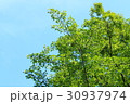 新緑(浜松市浜北区森林公園) 30937974