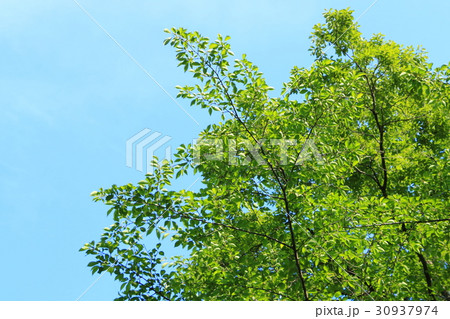 新緑(浜松市浜北区森林公園) 30937974